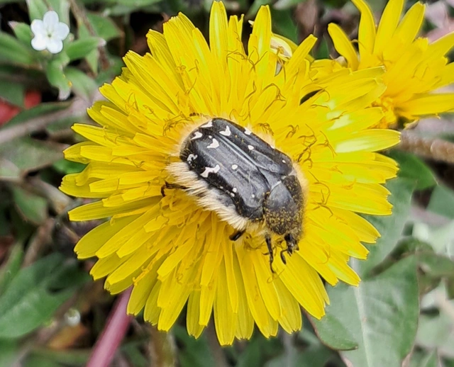 Tropinota hirta - bundás virágbogár