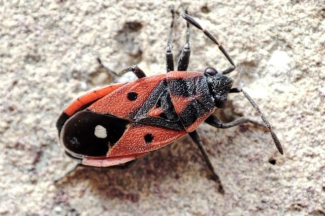 Melanocoryphus tristrami