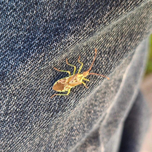 Gonocerus juniperi - boróka-karimáspoloska