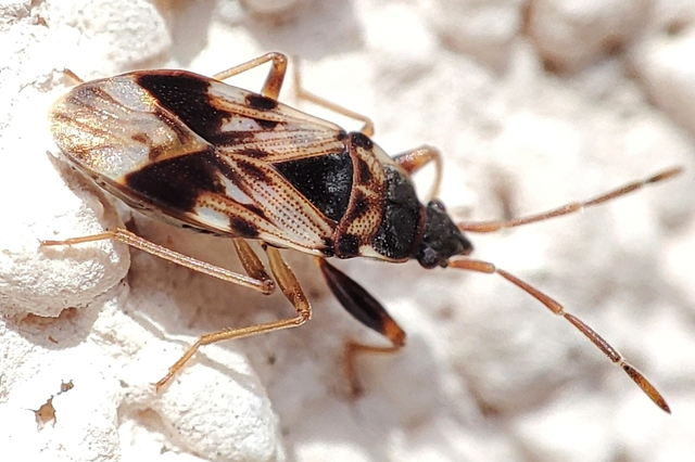Scolopostethus Scolopostethus