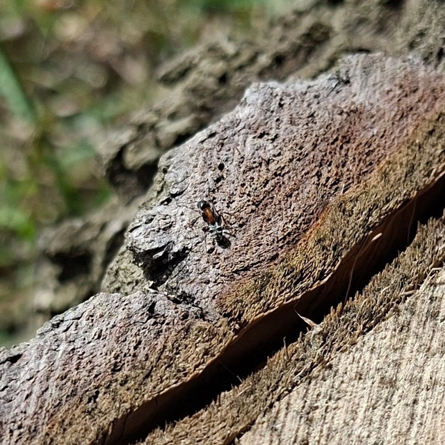 Liometopum microcephalum - tölgyfahangya