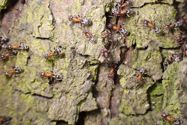 Liometopum microcephalum - tölgyfahangya