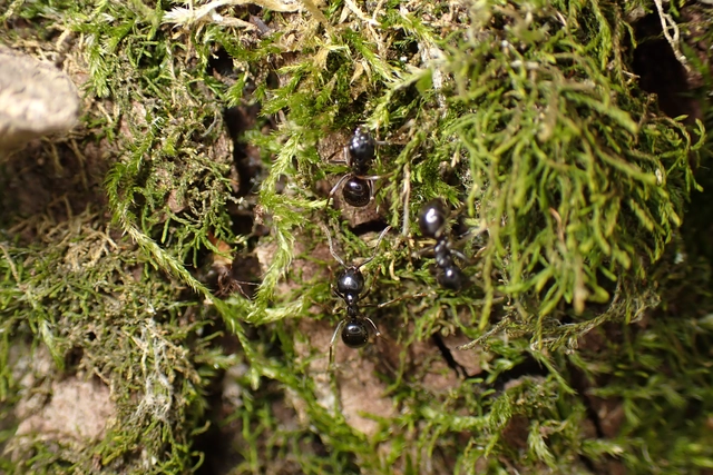 Lasius fuliginosus - kartonépítő fahangya