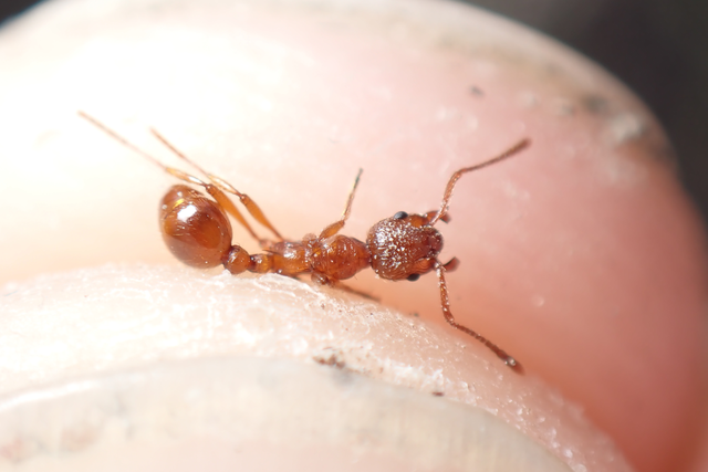 Myrmica rubra - közönséges bütyköshangya
