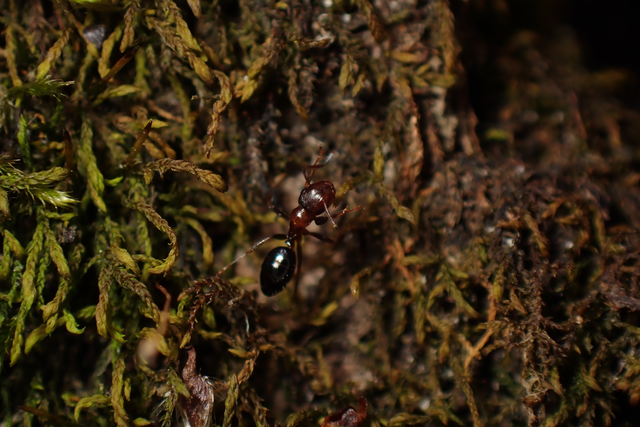 Colobopsis truncata - kapushangya