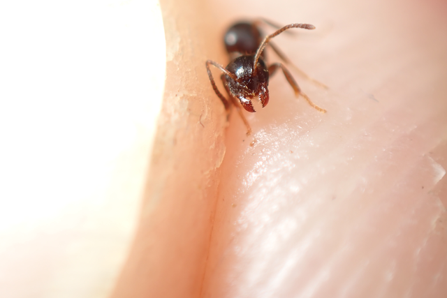 Lasius platythorax - erdei feketehangya