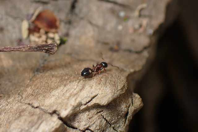 Dolichoderus quadripunctatus - négypettyes erdeihangya