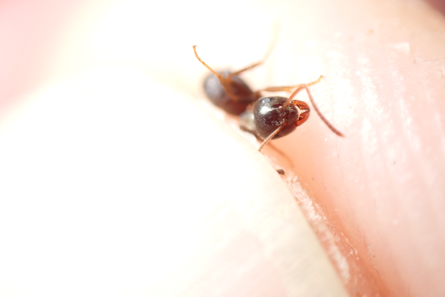 Lasius platythorax - erdei feketehangya