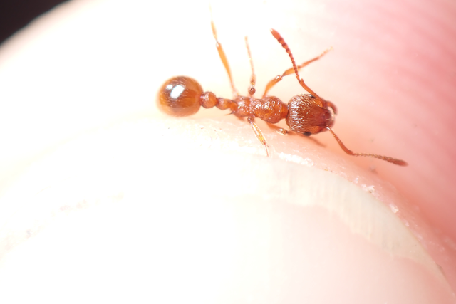 Myrmica rubra - közönséges bütyköshangya