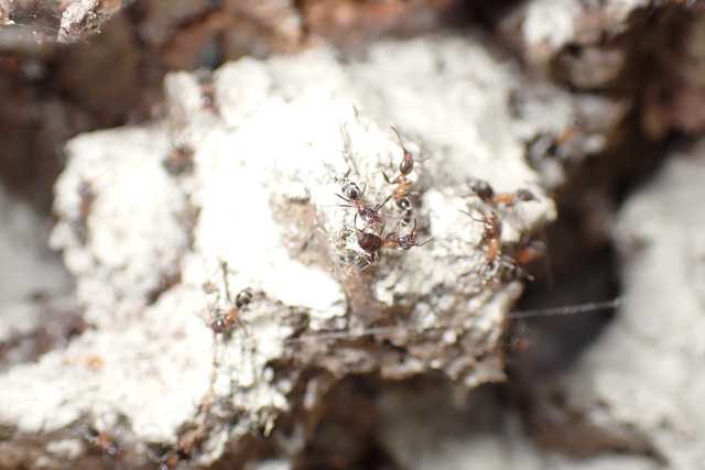 Liometopum microcephalum - tölgyfahangya