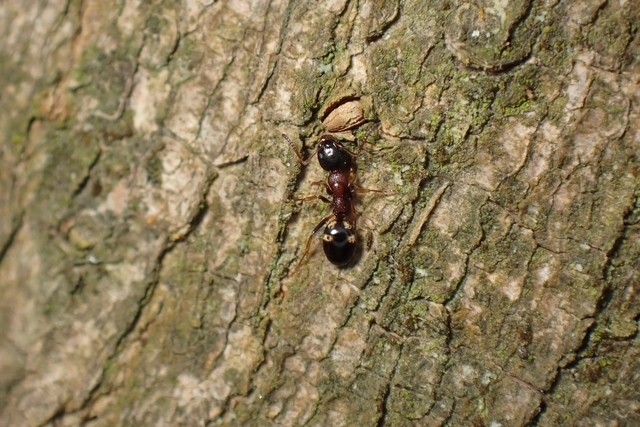 Dolichoderus quadripunctatus - négypettyes erdeihangya