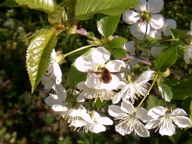 Bombylius major - szegélyes pöszörlégy