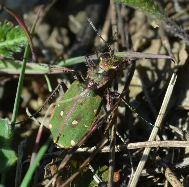 Cicindela campestris - mezei homokfutrinka