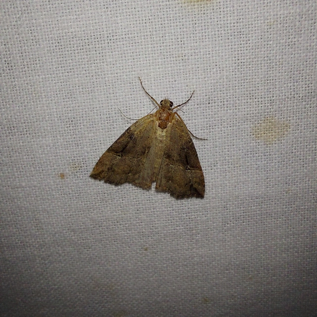 Hypena rostralis - közönséges karcsúbagoly