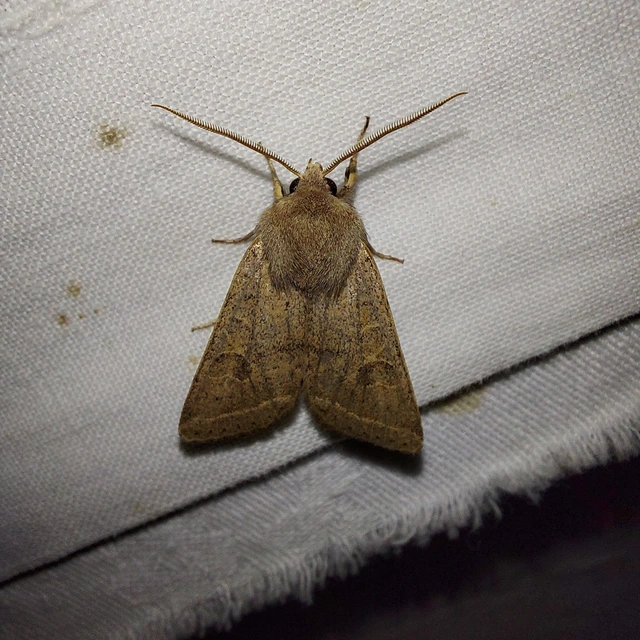 Orthosia cerasi - közepes barkabagoly