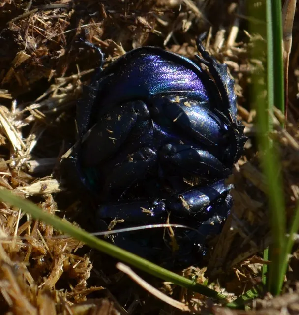 Trypocopris vernalis - tavaszi álganéjtúró