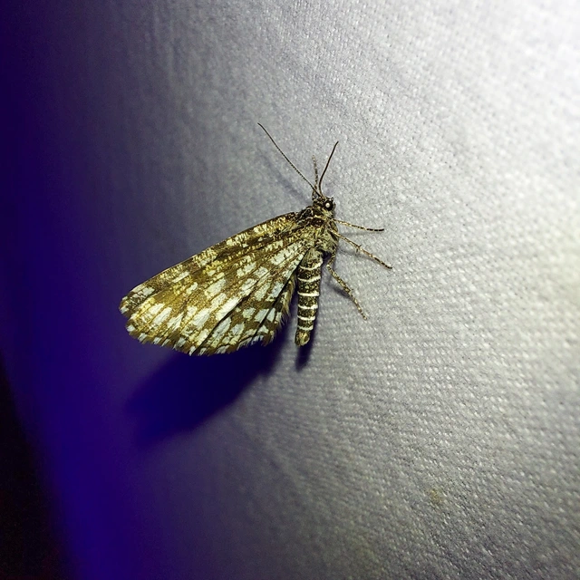 Chiasmia clathrata - rácsos rétiaraszoló