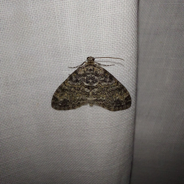 Lobophora halterata - szárnyfüggelékes araszoló