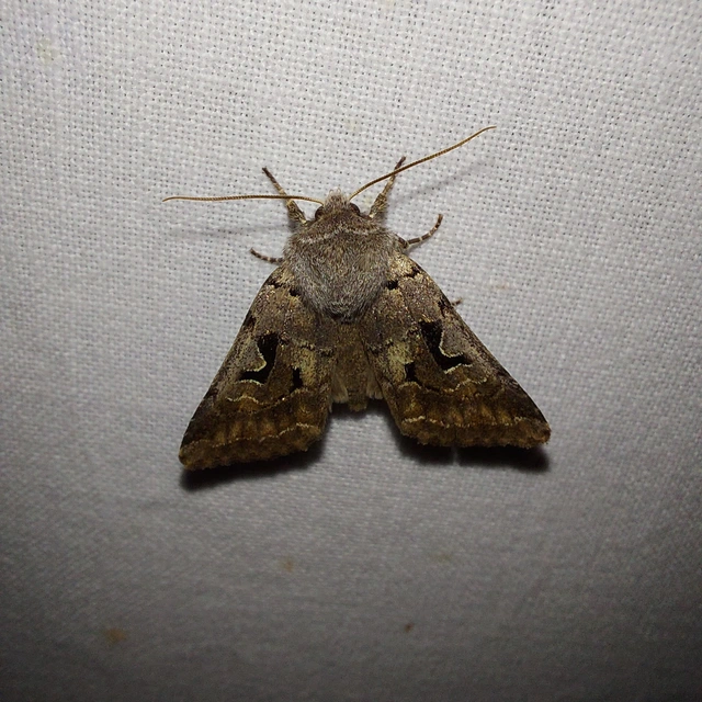 Orthosia gothica - feketefoltos barkabagoly