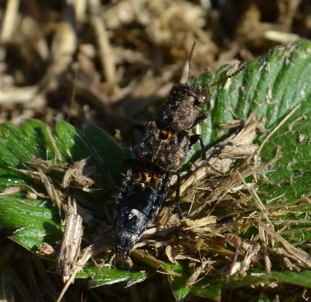 Ontholestes murinus - márványos holyva