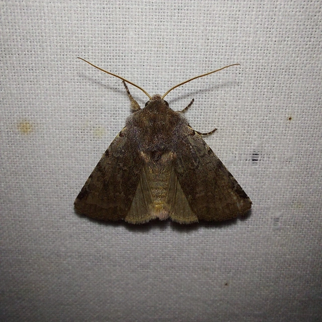 Cerastis rubricosa - vörhenyes tavaszibagoly