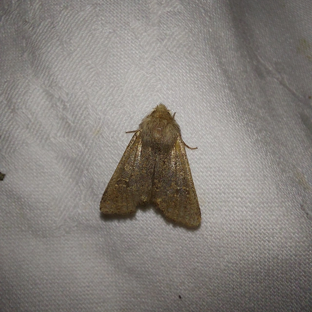 Orthosia cruda - kis barkabagoly
