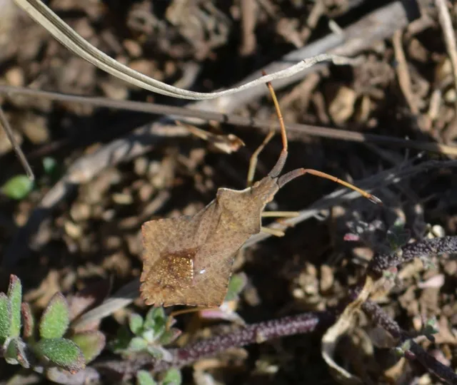 Syromastus rhombeus - vitorlás karimáspoloska
