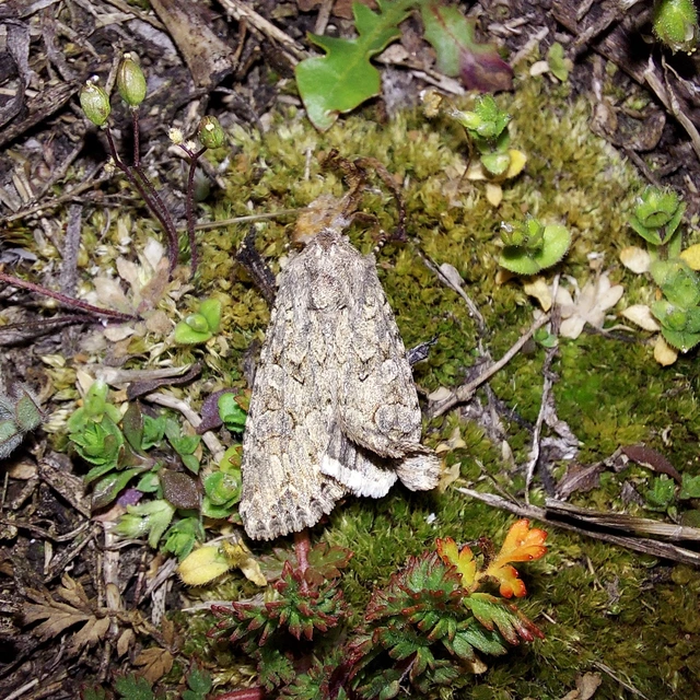 Hadula trifolii - lóherebagoly