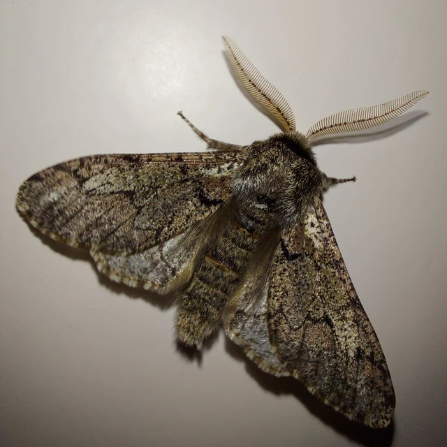 Biston strataria - barnapettyes araszoló