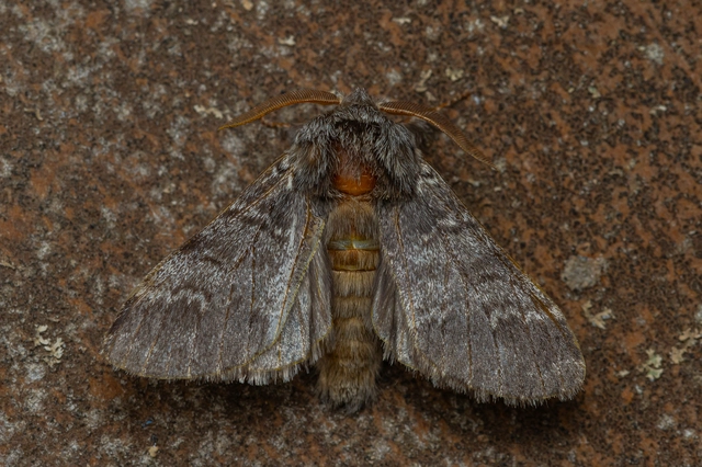 Drymonia ruficornis - cserfa-púposszövő