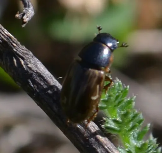 Aphodius prodromus - sárgalábú trágyabogár