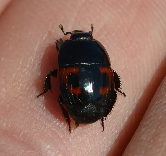 Hister quadrimaculatus - közönséges sutabogár