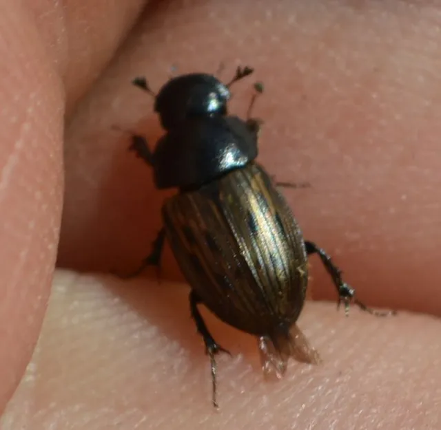 Aphodius luridus - tarka trágyabogár