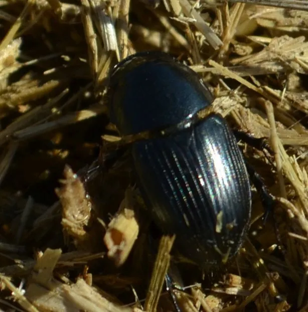 Aphodius luridus - tarka trágyabogár