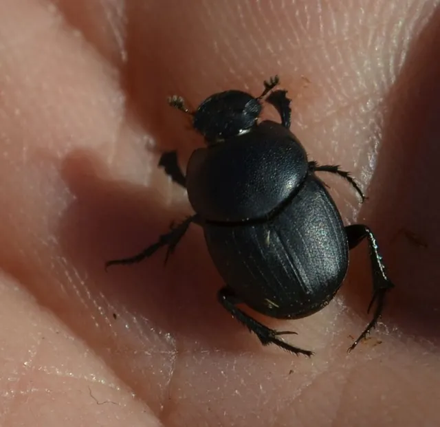 Euonthophagus amyntas alces - egyléces trágyatúró