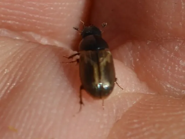 Aphodius prodromus - sárgalábú trágyabogár