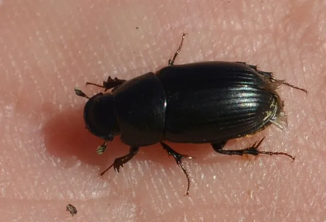 Aphodius luridus - tarka trágyabogár