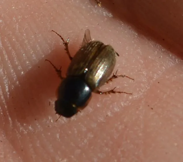 Aphodius prodromus - sárgalábú trágyabogár