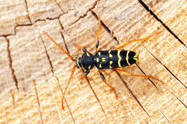Plagionotus arcuatus - bársonyos darázscincér