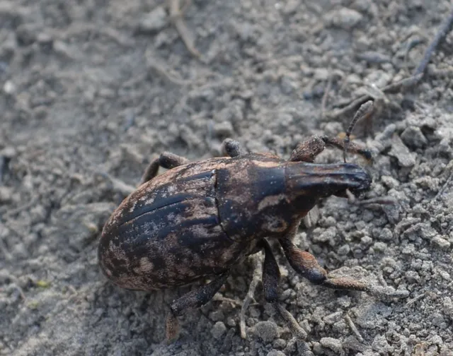 Leucophyes pedestris - négypettyes barkó