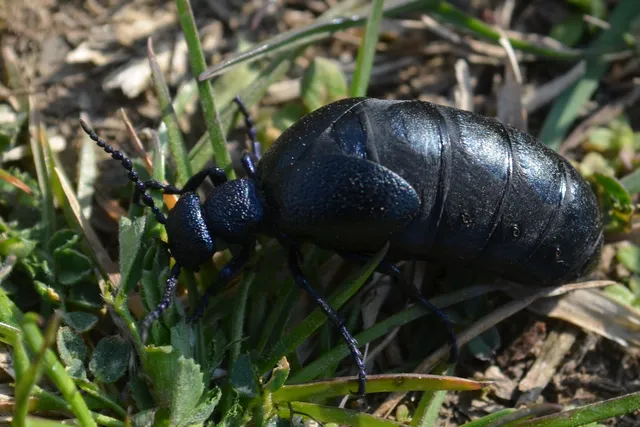 Meloe proscarabaeus - közönséges nünüke