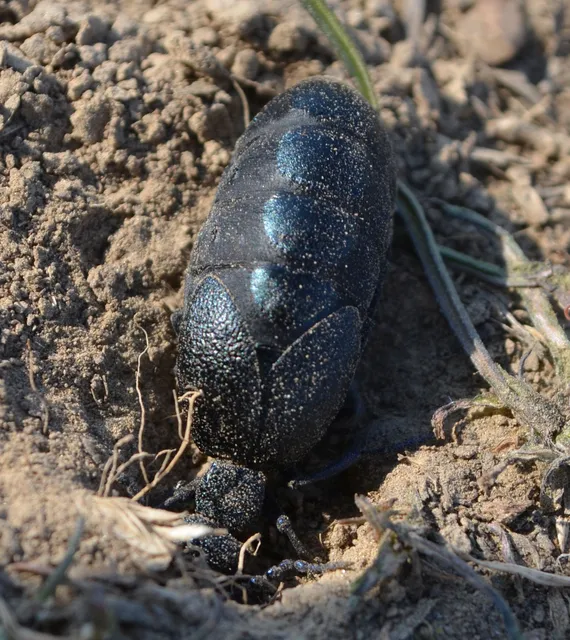 Meloe proscarabaeus - közönséges nünüke