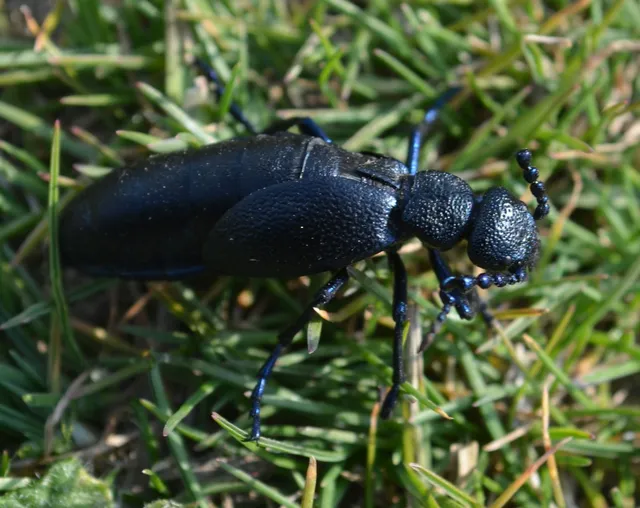 Meloe proscarabaeus - közönséges nünüke