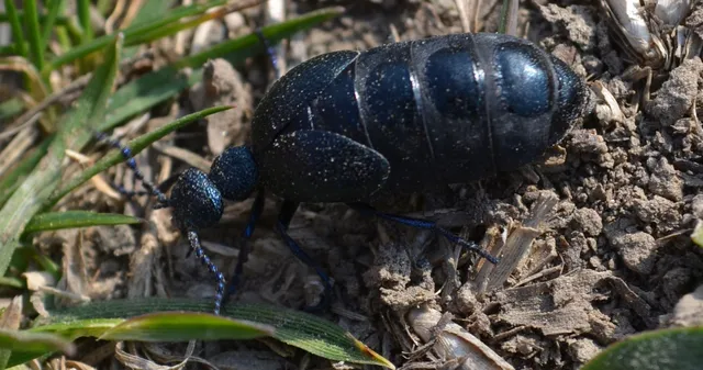 Meloe proscarabaeus - közönséges nünüke