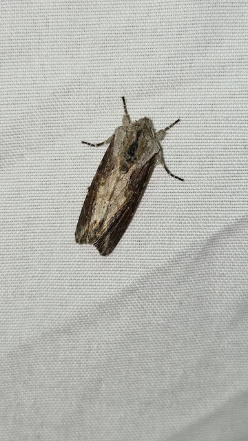 Egira conspicillaris - változékony szürkebagoly