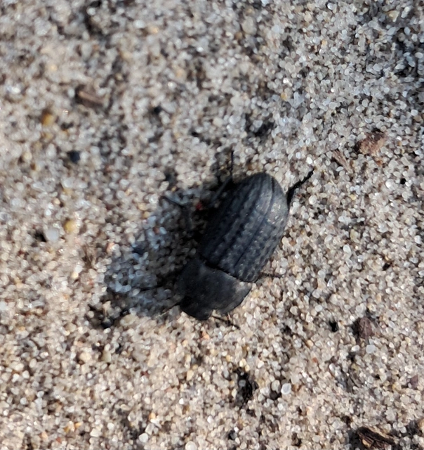 Opatrum sabulosum - sároshátú gyászbogár Opatrum sabulosum - sároshátú gyászbogár