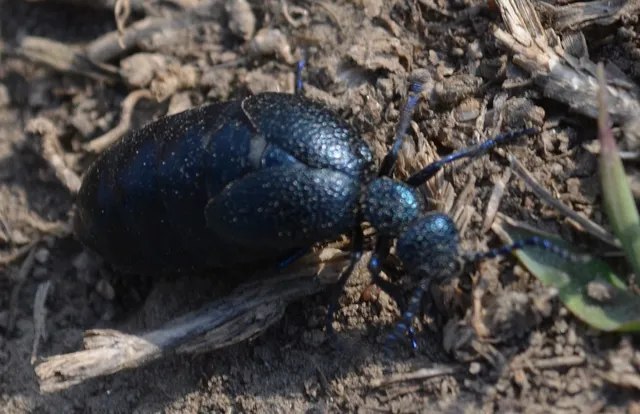 Meloe proscarabaeus - közönséges nünüke