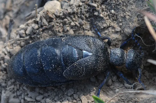 Meloe proscarabaeus - közönséges nünüke