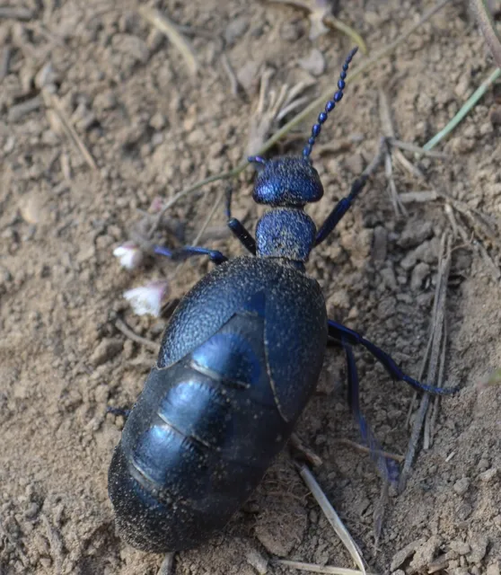 Meloe proscarabaeus - közönséges nünüke