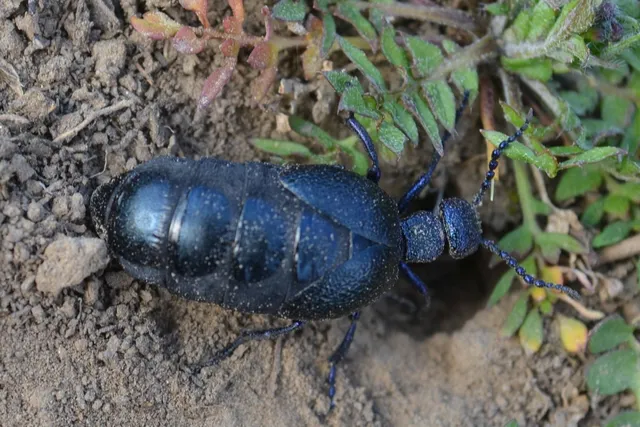 Meloe proscarabaeus - közönséges nünüke